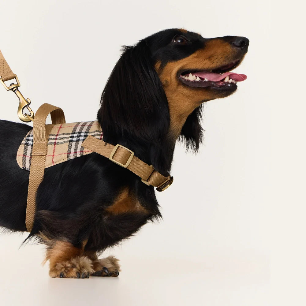 HARNESS & LEASH