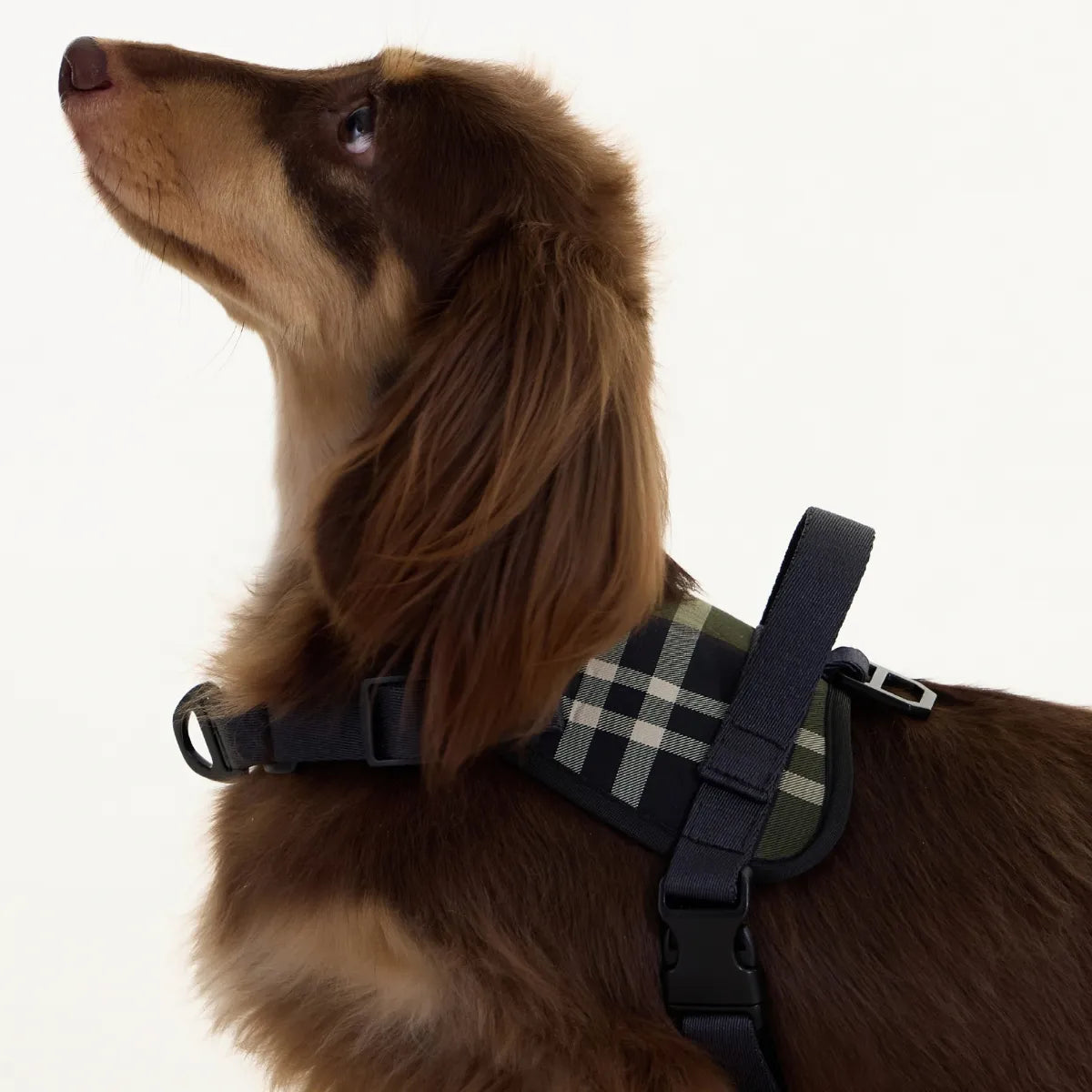 Black Dachshund Harness
