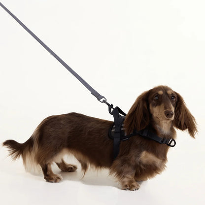 Black Dachshund Harness
