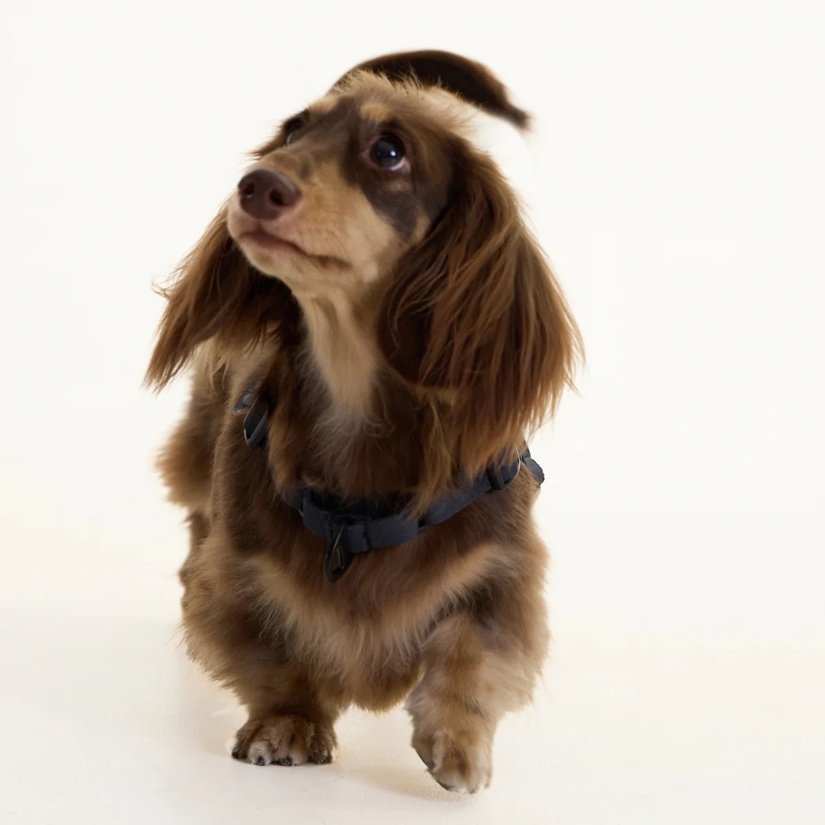 Black Dachshund Harness