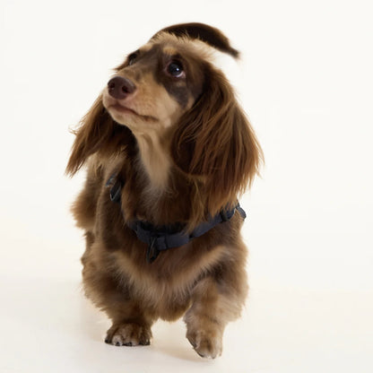Black Dachshund Harness