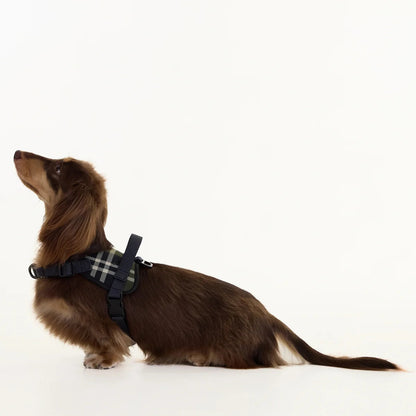 A long-haired brown dachshund wearing a black harness with a green and white plaid pattern, photographed in profile against a solid white background.