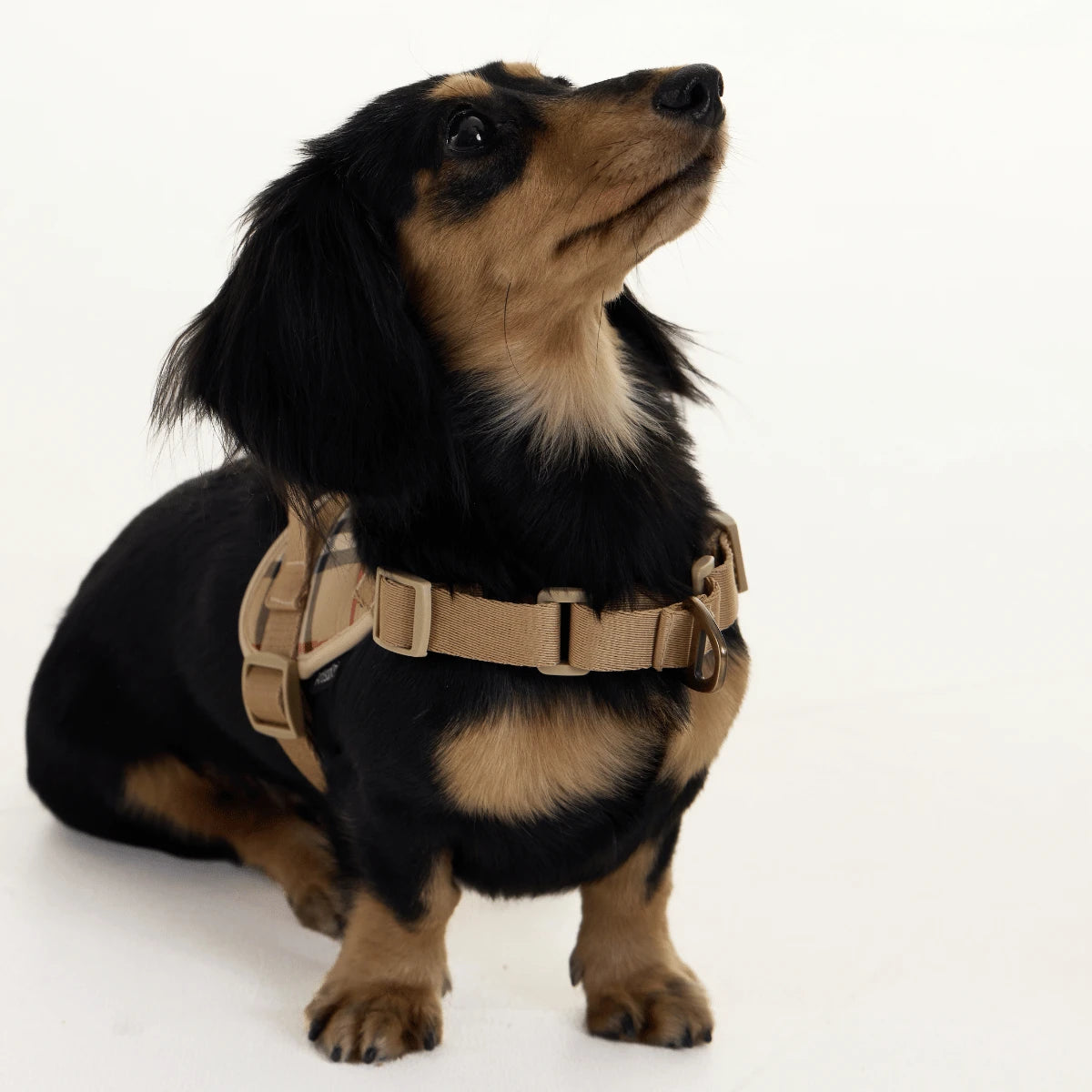 Khaki Dachshund Harness