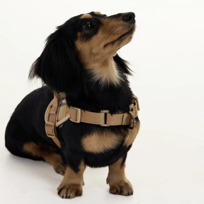 Khaki Dachshund Harness