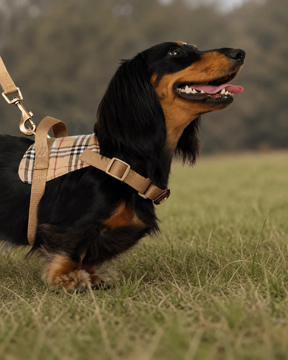 A long-haired black and tan dachshund wearing a beige plaid harness and matching leash strap, standing in a grassy outdoor field.