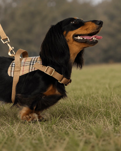 A long-haired black and tan dachshund wearing a beige plaid harness and matching leash strap, standing in a grassy outdoor field.