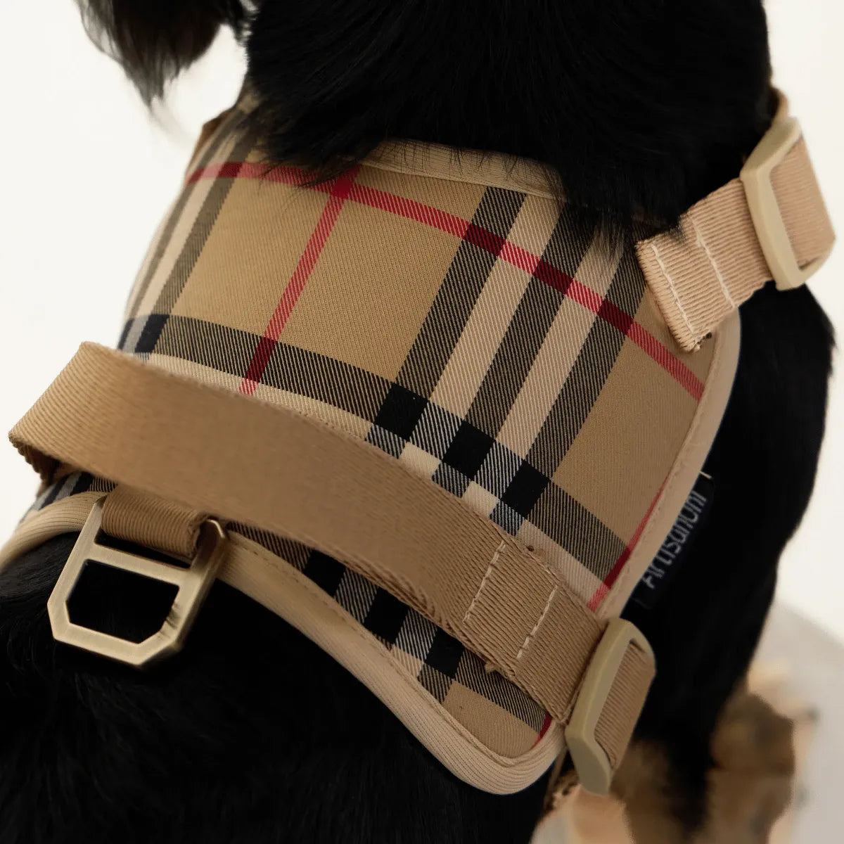 Black Dachshund Harness
