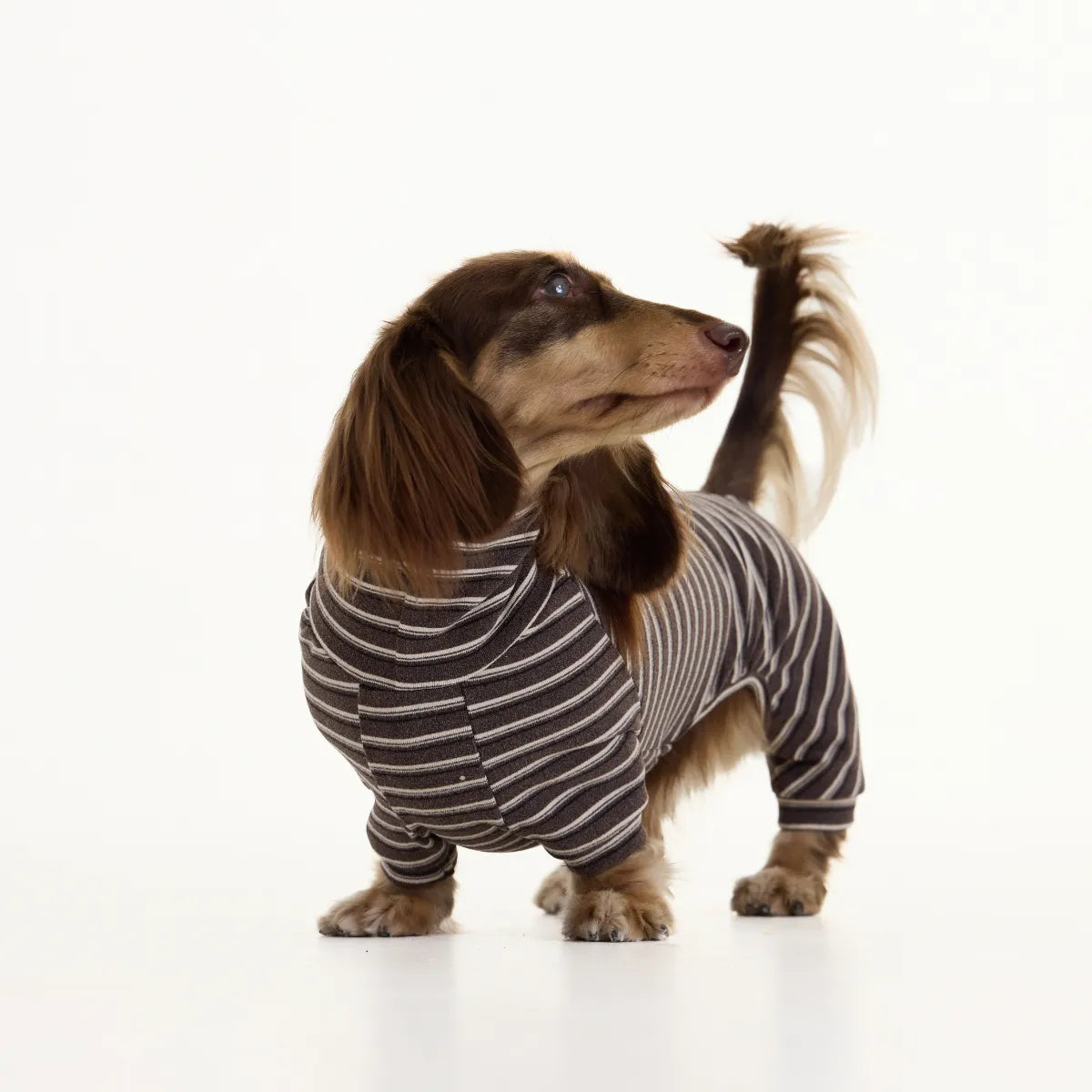 Brown Cashmere Dachshund Pajamas