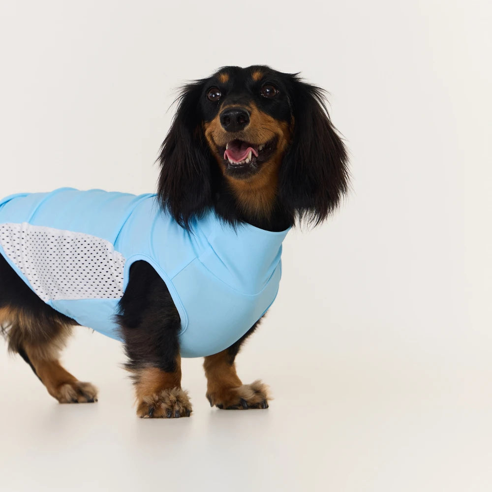 Sky Blue Dachshund Cooling Vest | UPF 50+ Quick-Dry | ArtisanUni