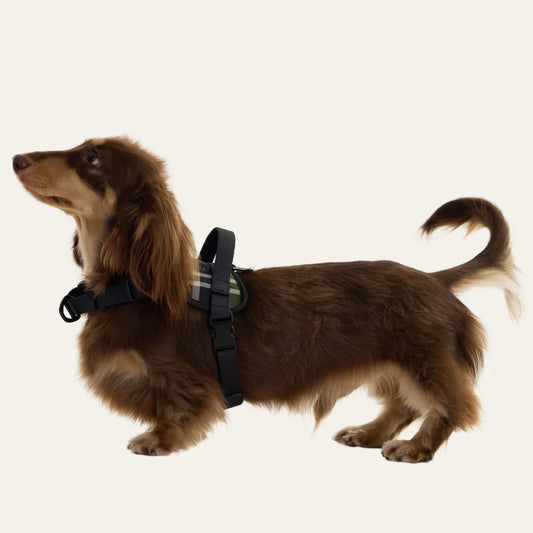 Black Dachshund Harness