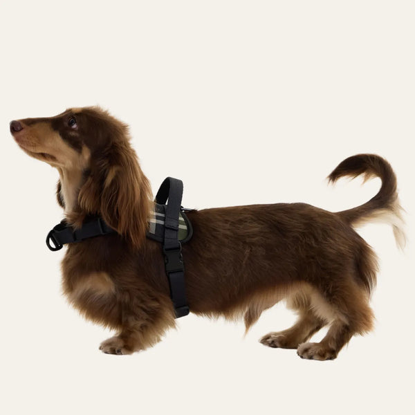 Black Dachshund Harness