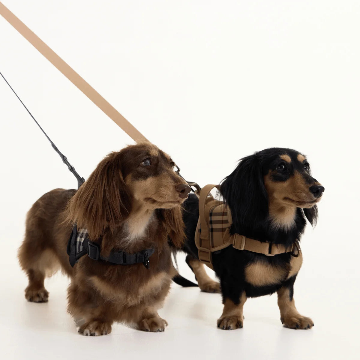 Black Dachshund Harness