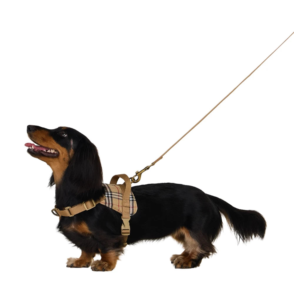 Black Dachshund  Leash