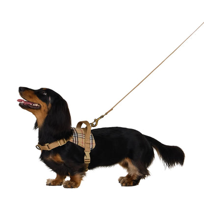 Black Dachshund  Leash