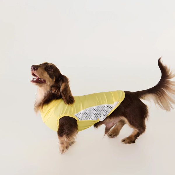 Dog wearing a yellow raincoat with a white background