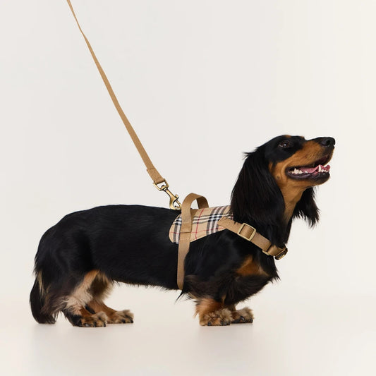 Dog wearing a plaid harness and leash on a white background