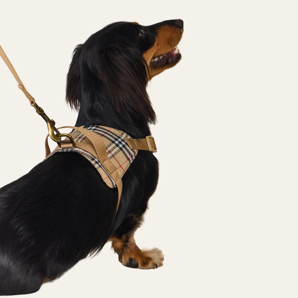 Dog wearing a plaid harness on a white background