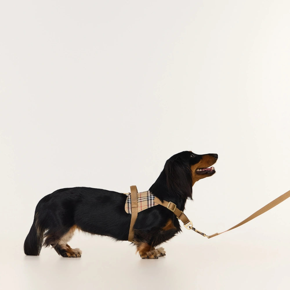 Dog wearing a plaid harness and leash on a light background