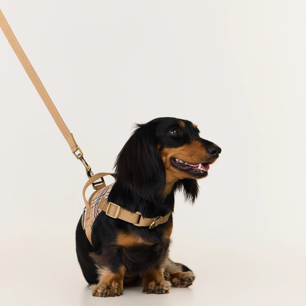 Dog wearing a harness and leash on a white background