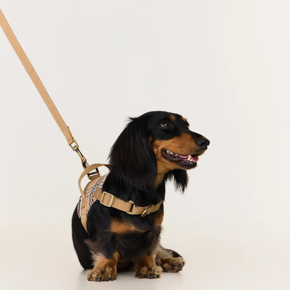 Dog wearing a harness and leash on a white background