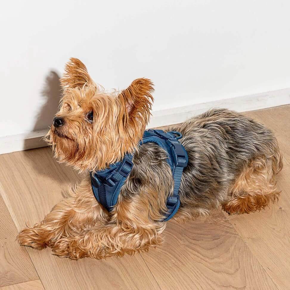 Dog Harness & Waterproof Leash Walk Kit | Cushioned No-Pull Set | ArtisanUni