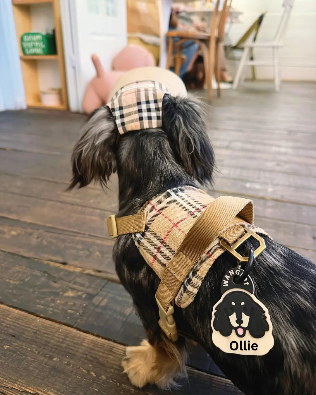 A small black and tan dog seen from behind wearing a beige plaid harness and matching headband in a home setting with wooden floors.